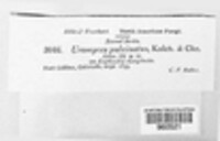 Image Associated With the Occurence